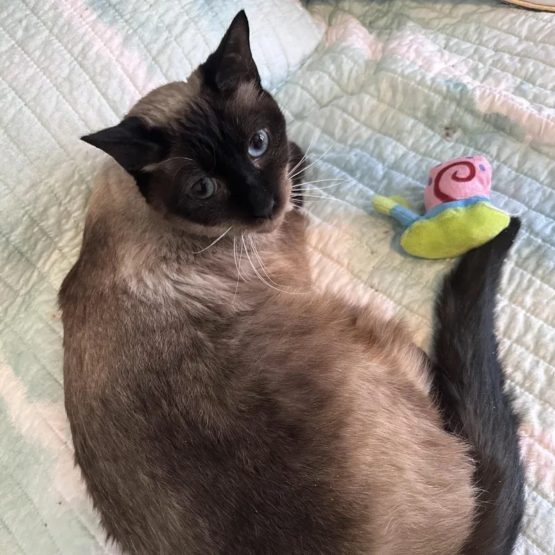 Mr. Darcy thumbnail 2