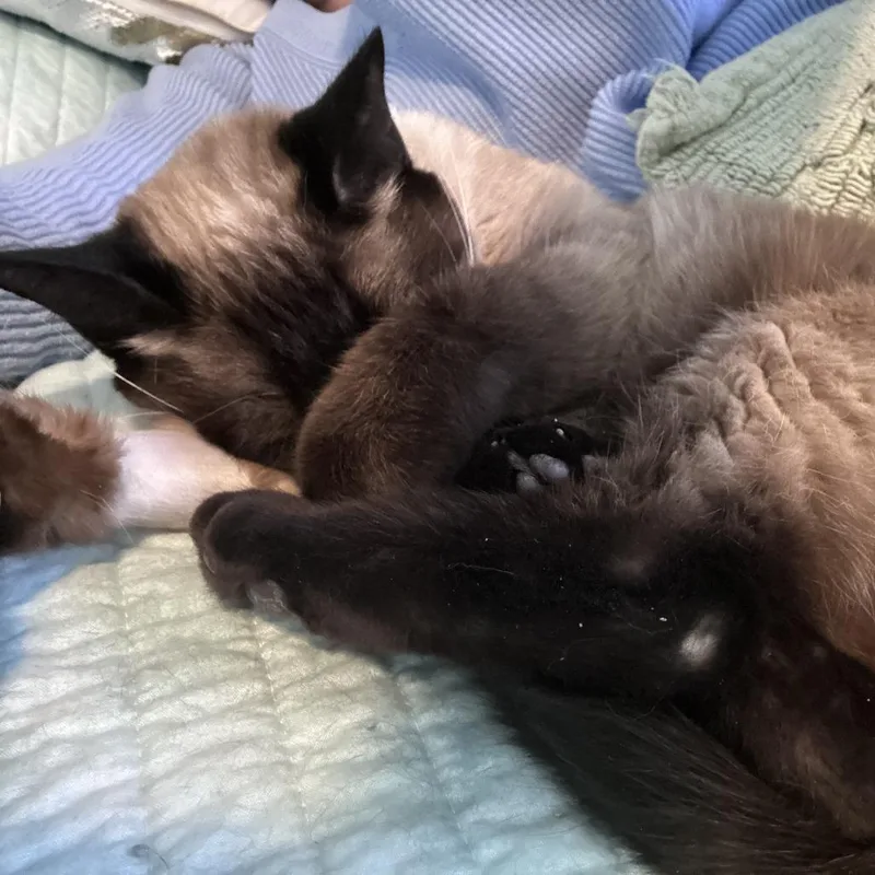 Mr. Darcy thumbnail 3