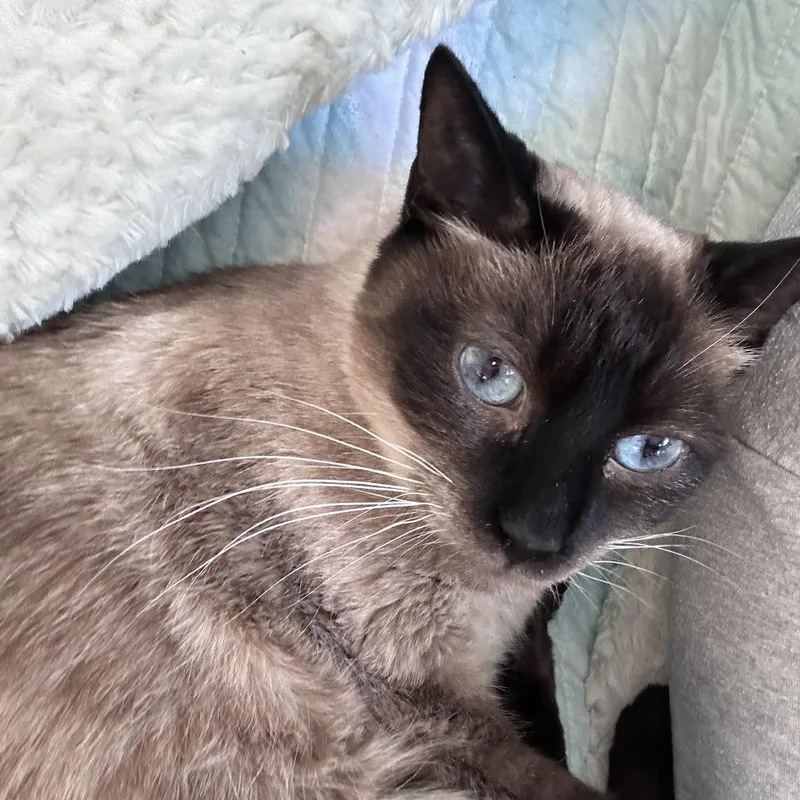 Mr. Darcy thumbnail 4