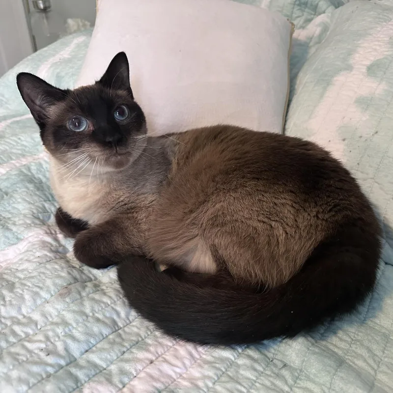 Mr. Darcy thumbnail 5