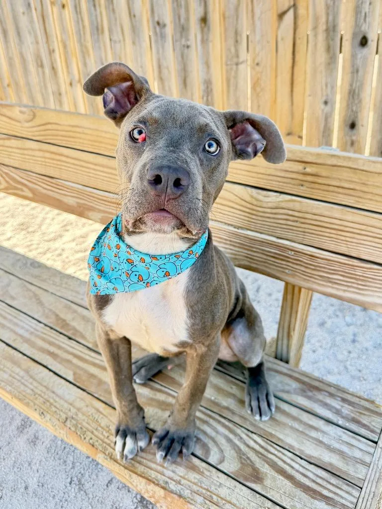 A baby medium-sized male Cane Corso dog named C Weasley for adoption in Muskegon, MI