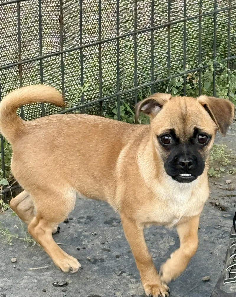A baby small-sized female Red / Chestnut / Orange Pug dog named Rose for adoption in Petaluma, CA