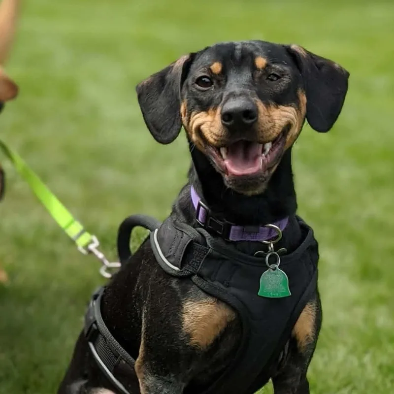 A senior medium-sized female Black Miniature Pinscher dog named Nelly for adoption in Lenexa, KS