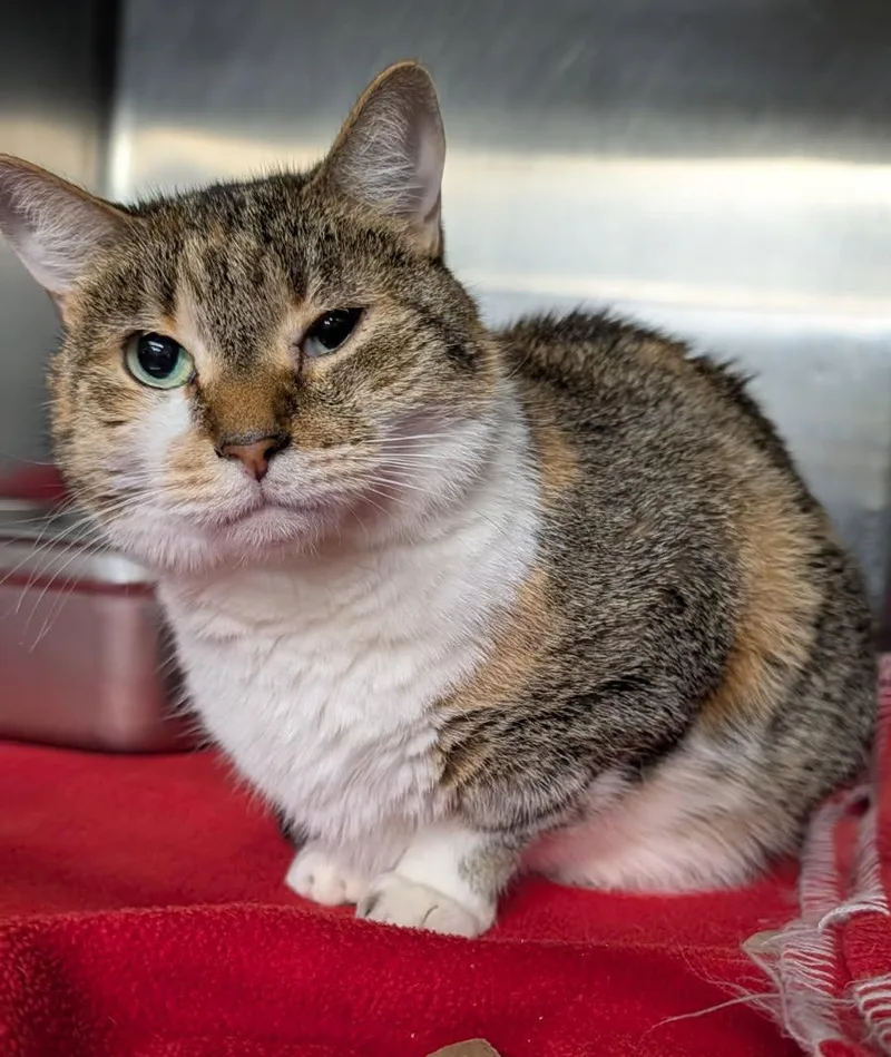 Rice Pudding thumbnail 3