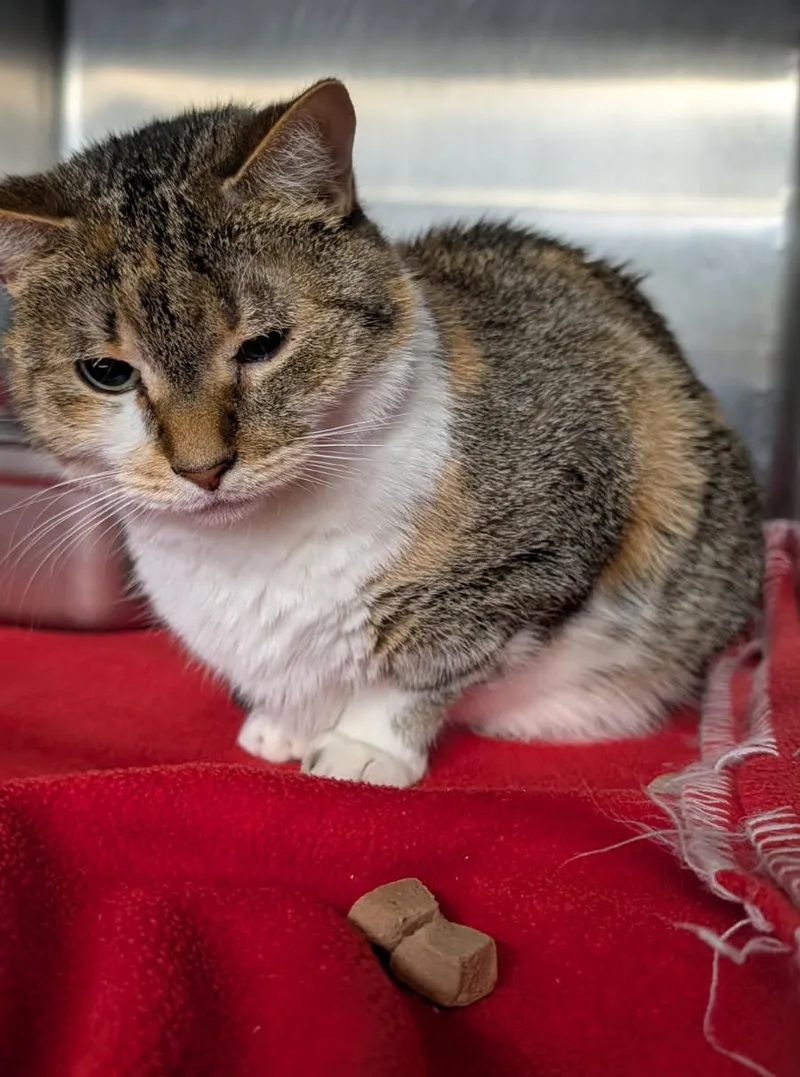 Rice Pudding thumbnail 4