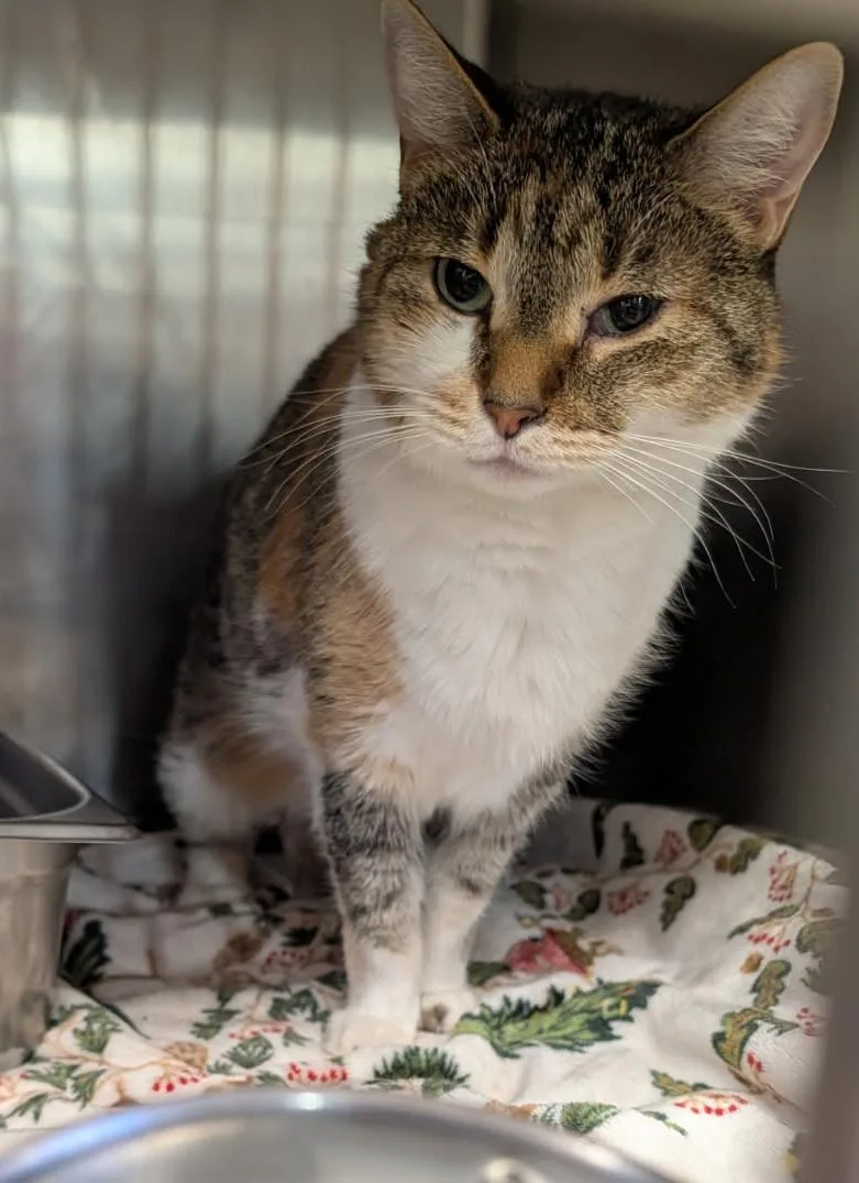 Rice Pudding thumbnail 5