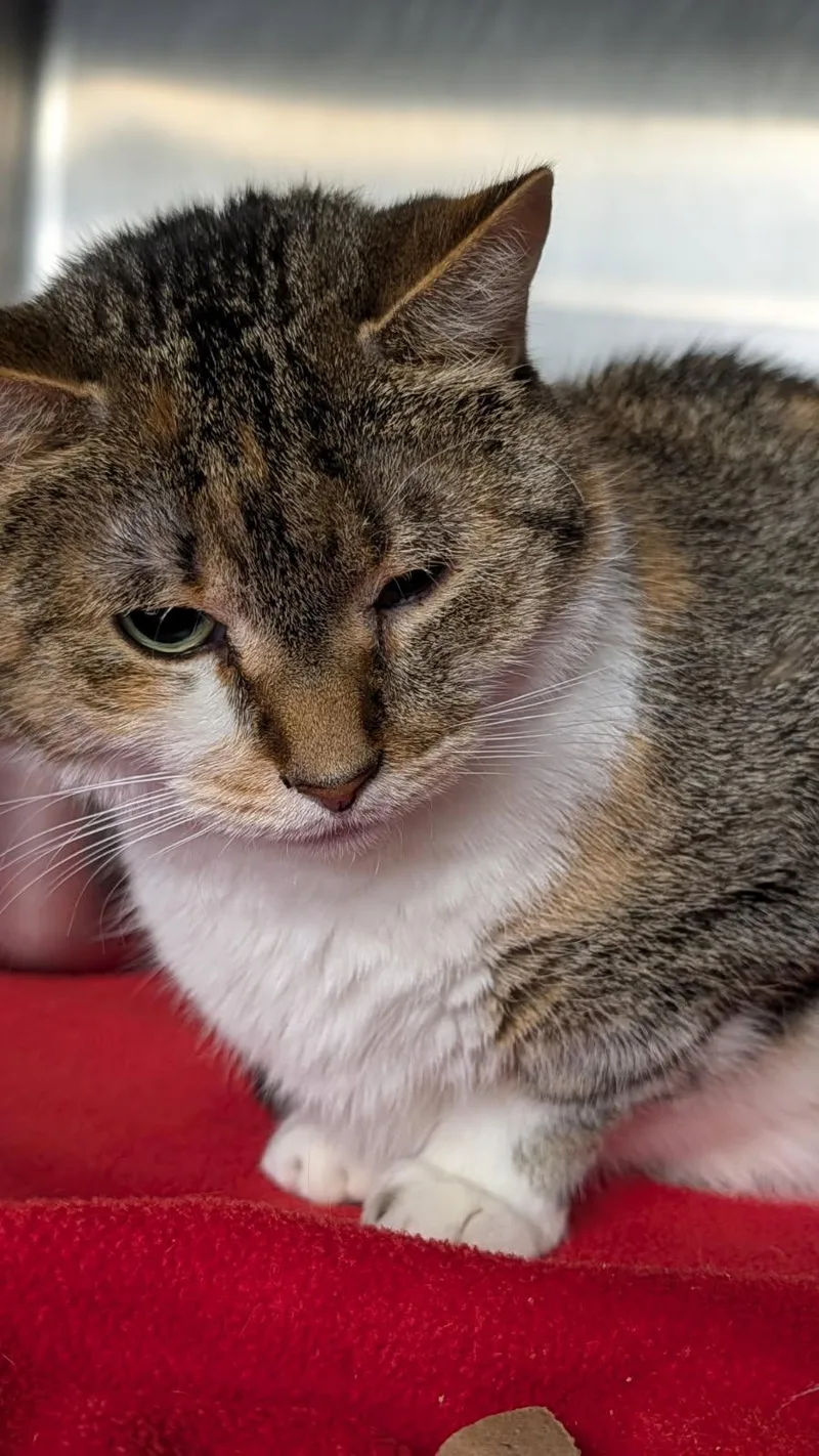 Rice Pudding thumbnail 6