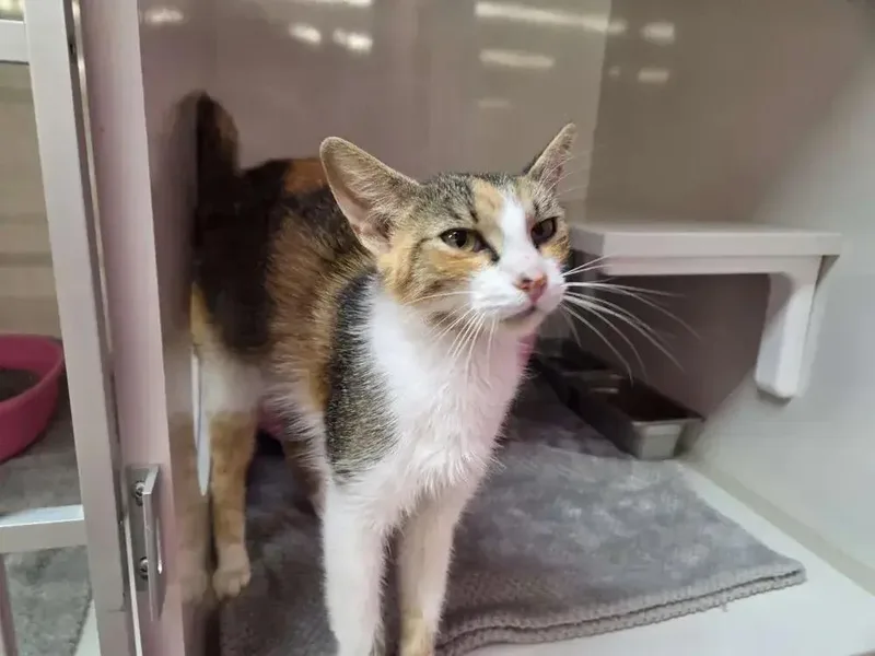 An adult medium-sized female Domestic Short Hair cat named Saturn for adoption in Grand Rapids, MI