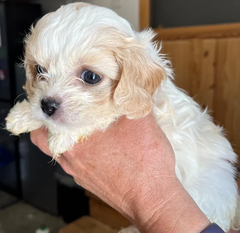 A baby small-sized female Poodle dog named Nanette for adoption in Thompson Falls, MT
