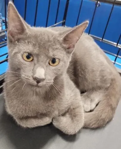 Smokey  Petsmart Plantation thumbnail 2