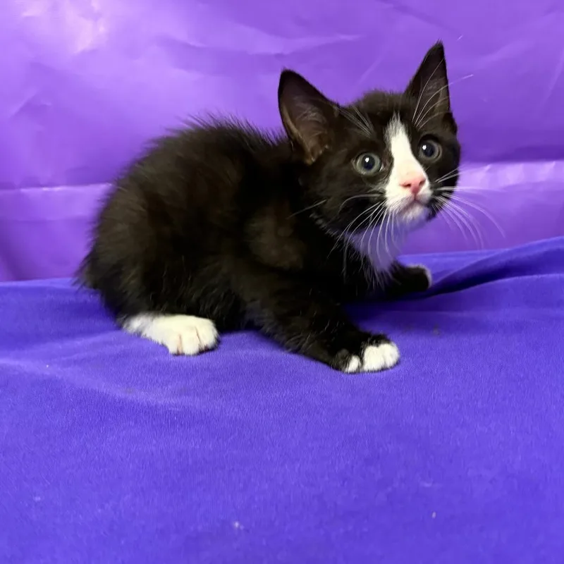 A baby small-sized female Domestic Medium Hair cat named Jenny for adoption in North Myrtle Beach, SC