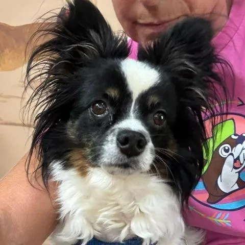 A senior small-sized male White / Cream Papillon dog named Petey for adoption in Jacksonville, FL