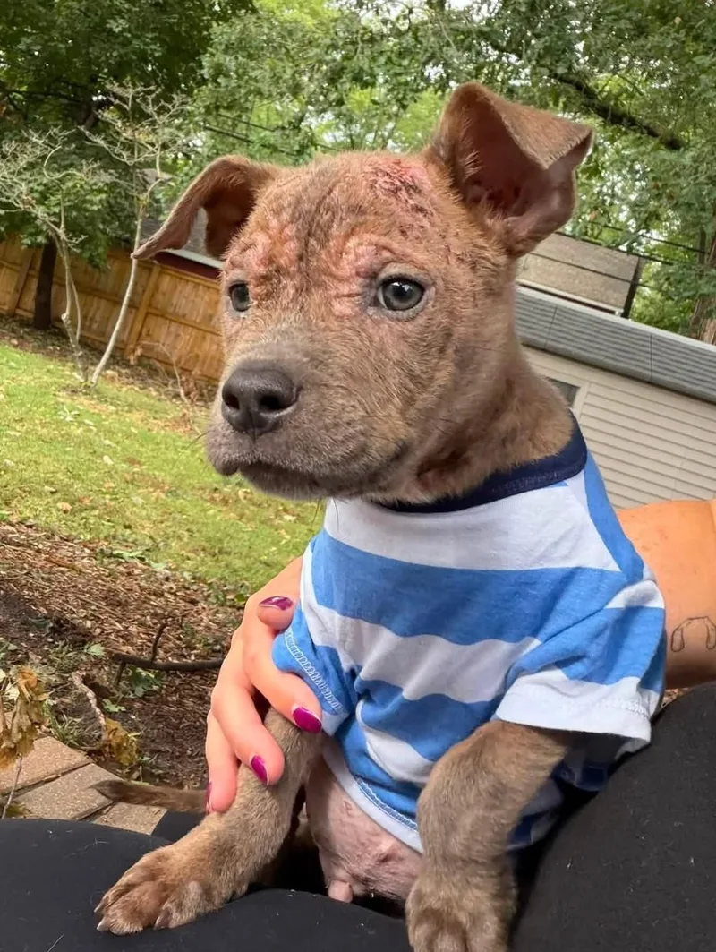 A baby small-sized male American Staffordshire Terrier dog named Peanut Butter for adoption in Troy, MI