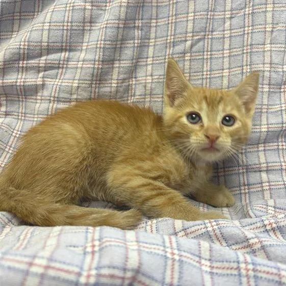 A baby small-sized male Orange / Red Domestic Short Hair cat named Lassen for adoption in Long Beach, CA