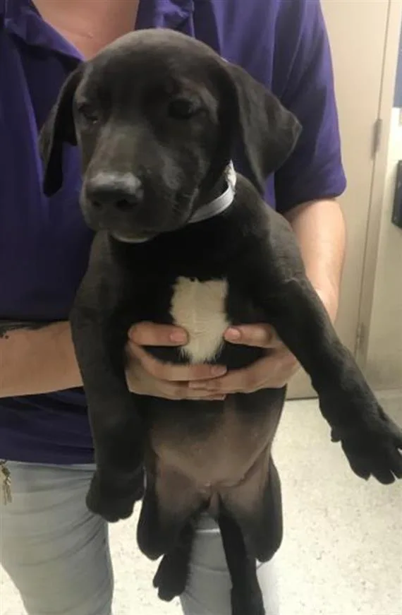 A baby small-sized female Rhodesian Ridgeback dog named Dazzle for adoption in Conroe, TX