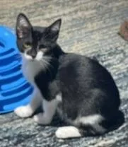 A baby medium-sized female Black & White / Tuxedo Tuxedo cat named Jinx for adoption in Springfield, OR