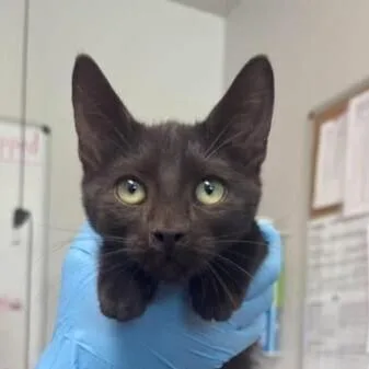 A baby medium-sized male Domestic Short Hair cat named Crow for adoption in Bolivar, MO