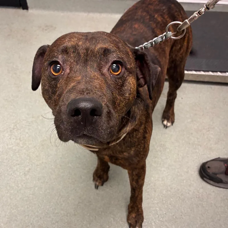 An adult medium-sized male Brown / Chocolate Terrier dog named Duke for adoption in Abilene, TX