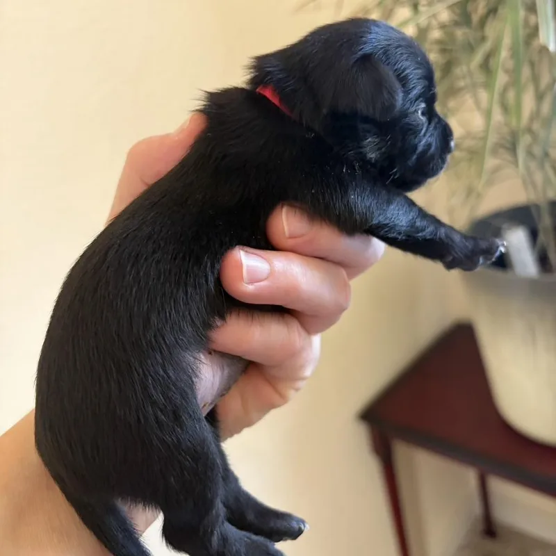 A baby small-sized female Black Chihuahua dog named Chili for adoption in Sacramento, CA
