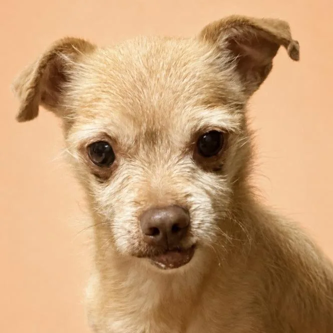 A senior small-sized male Apricot / Beige Terrier dog named Bow for adoption in Kim, CO