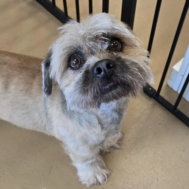 An adult medium-sized male Golden Shih Tzu dog named Little Richard for adoption in Xenia , OH