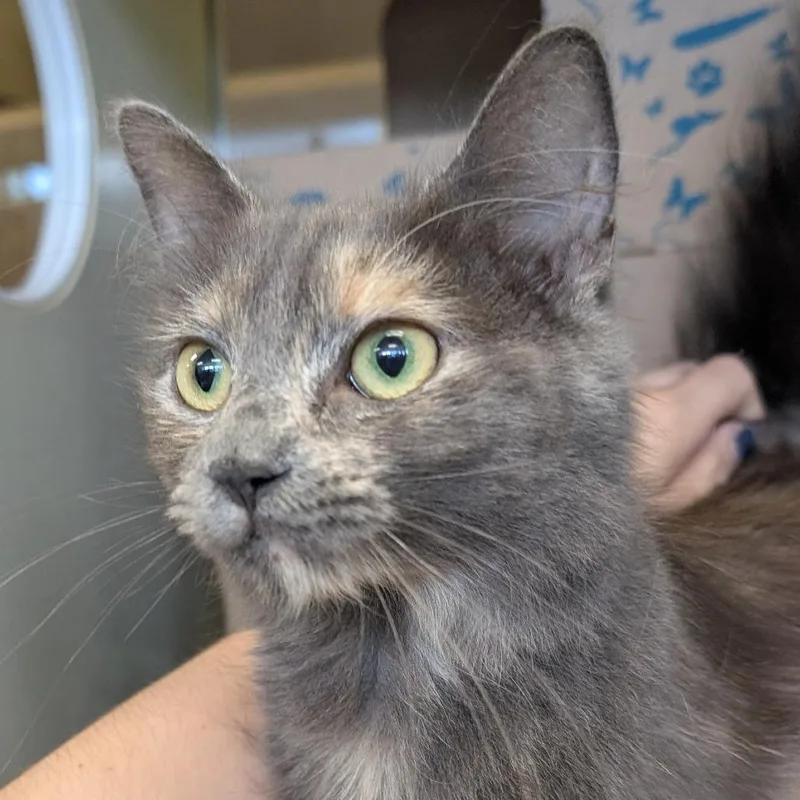 A young medium-sized female Tortoiseshell Domestic Medium Hair cat named Daphne for adoption in West Olive, MI