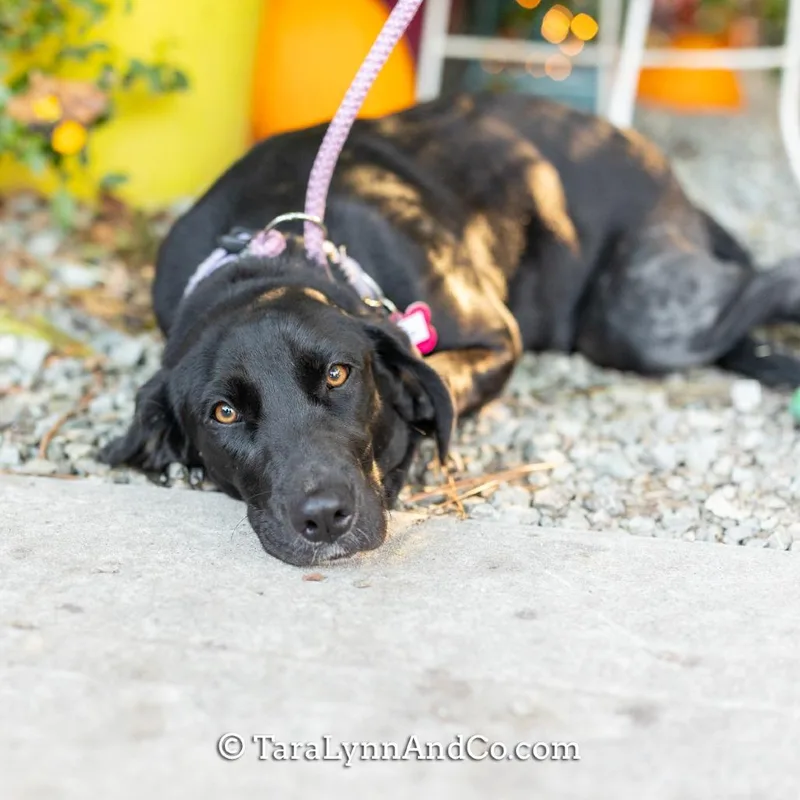 An adult medium-sized female Black Labrador Retriever dog named Janet for adoption in Wake Forest, NC
