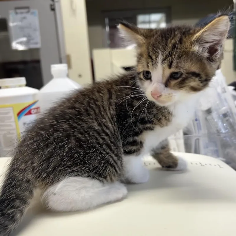A baby small-sized female Brown / Chocolate Domestic Short Hair cat named Cleo for adoption in Harrisville, WV