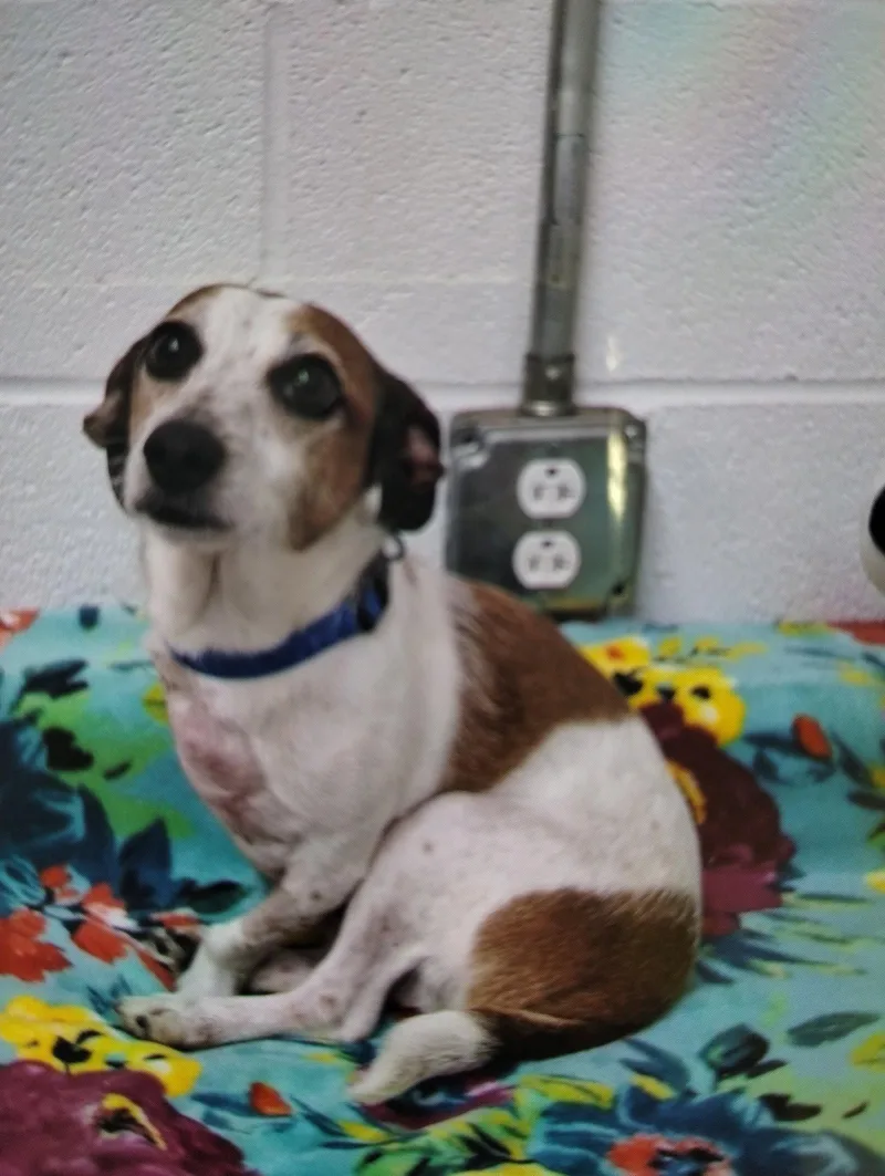 An adult small-sized male Terrier dog named Nuggie for adoption in York, SC