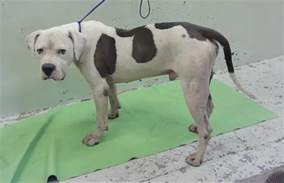 An adult medium-sized male Staffordshire Bull Terrier dog named Baldwin for adoption in Houston, TX