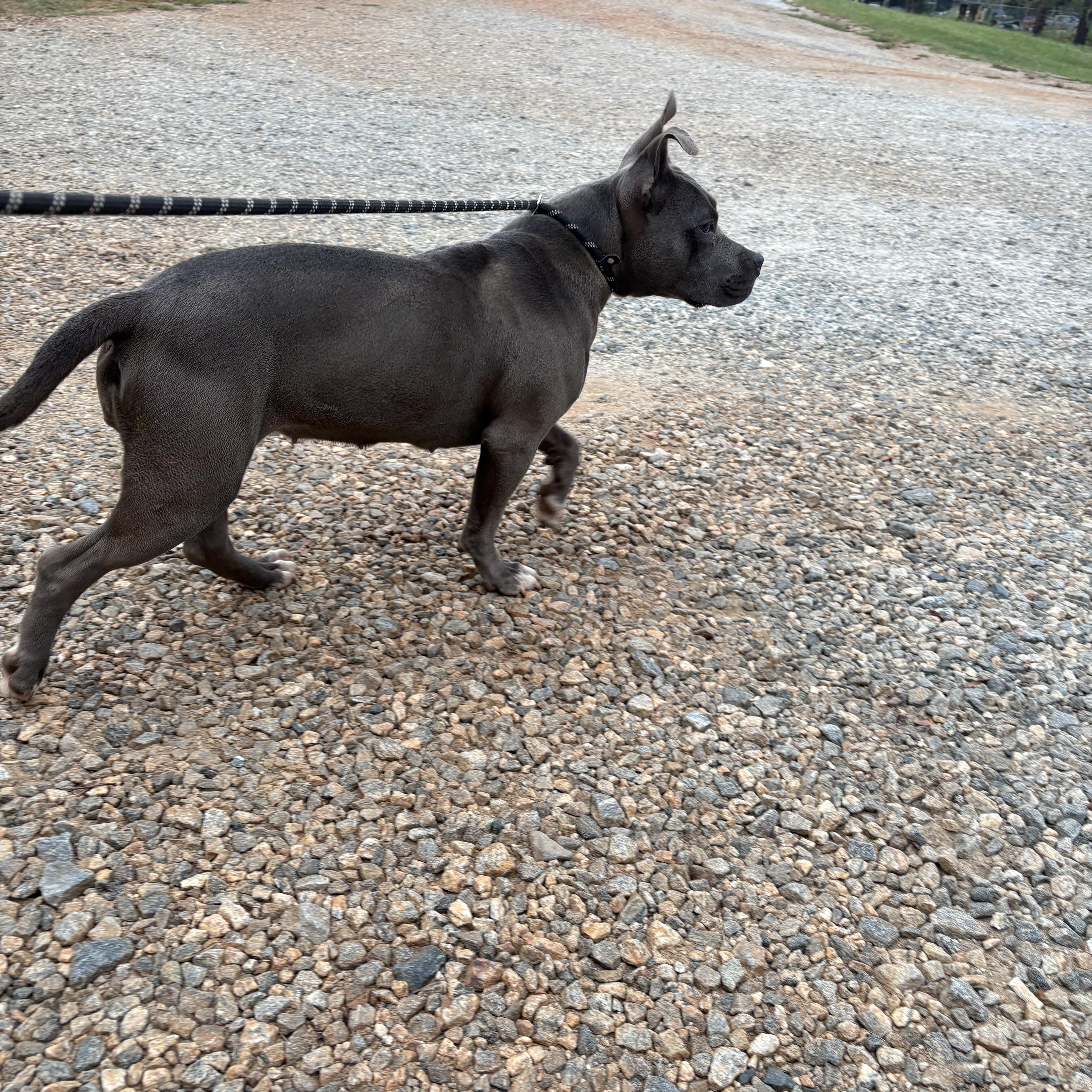 An adult medium-sized female Gray / Blue / Silver Pit Bull Terrier dog named Ahsoka for adoption in Monticello, GA