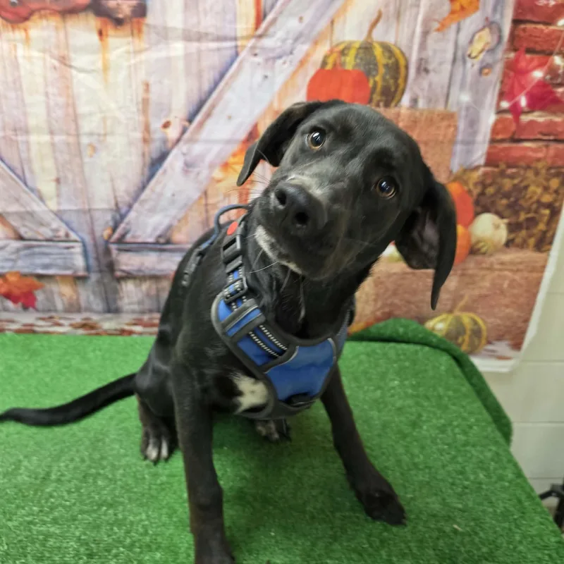 A young medium-sized male Black Labrador Retriever dog named Bear for adoption in Statesboro, GA