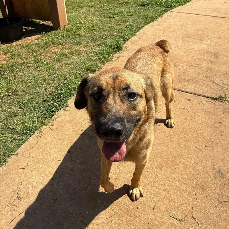 A young medium-sized female Brown / Chocolate Shepherd dog named Maisie for adoption in LaGrange, GA