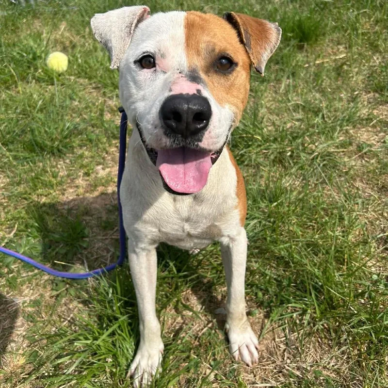 Fettucine thumbnail 2