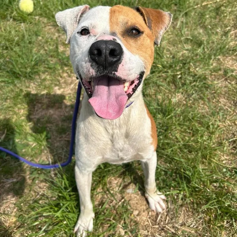 Fettucine thumbnail 3