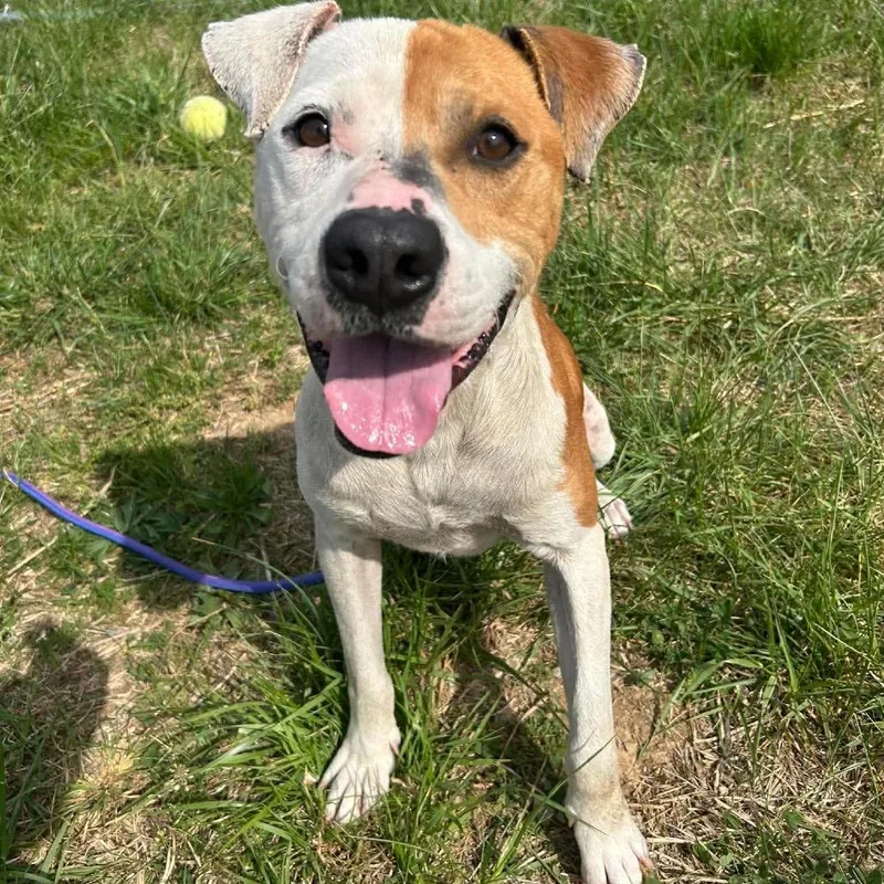 Fettucine thumbnail 4