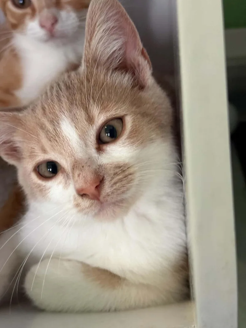 A young medium-sized male Domestic Short Hair cat named Ozai for adoption in Barboursville, WV