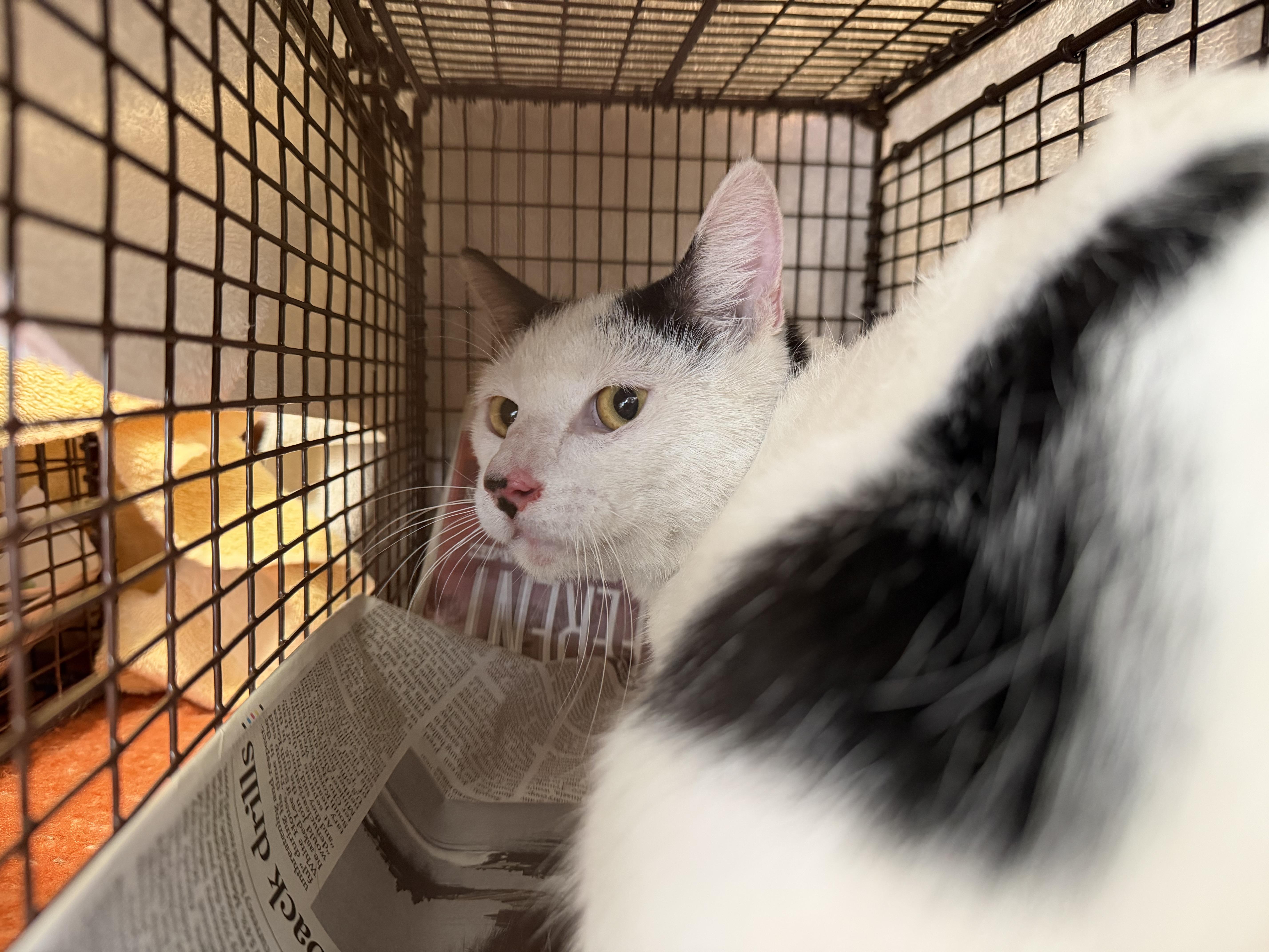 A young large-sized male Domestic Short Hair cat named Sanji for adoption in San Pedro, CA