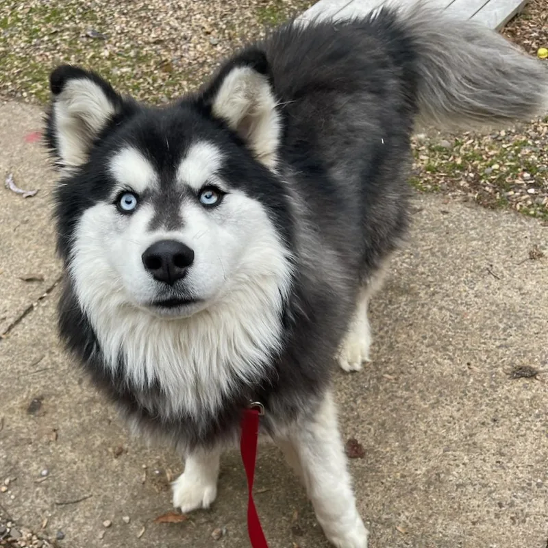 An adult medium-sized male Black Alaskan Malamute dog named Bingo for adoption in Aldie, VA