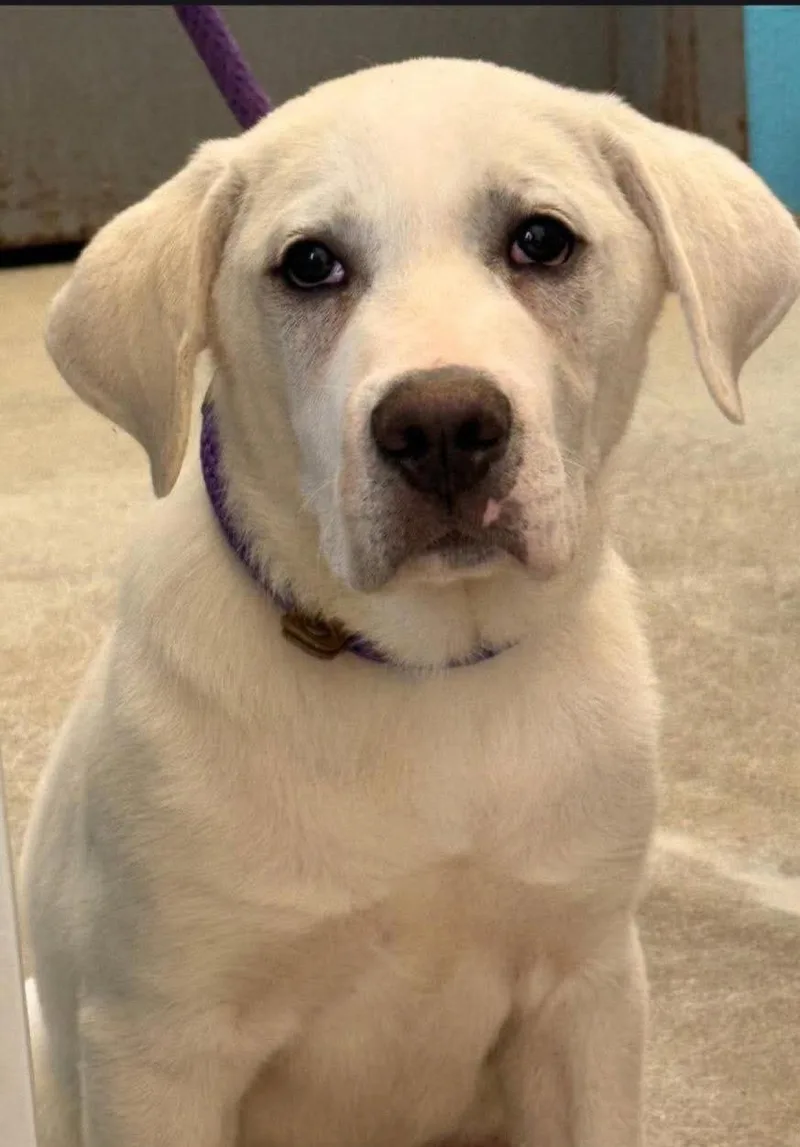 A young medium-sized male Labrador Retriever dog named Marley for adoption in Columbus, IN
