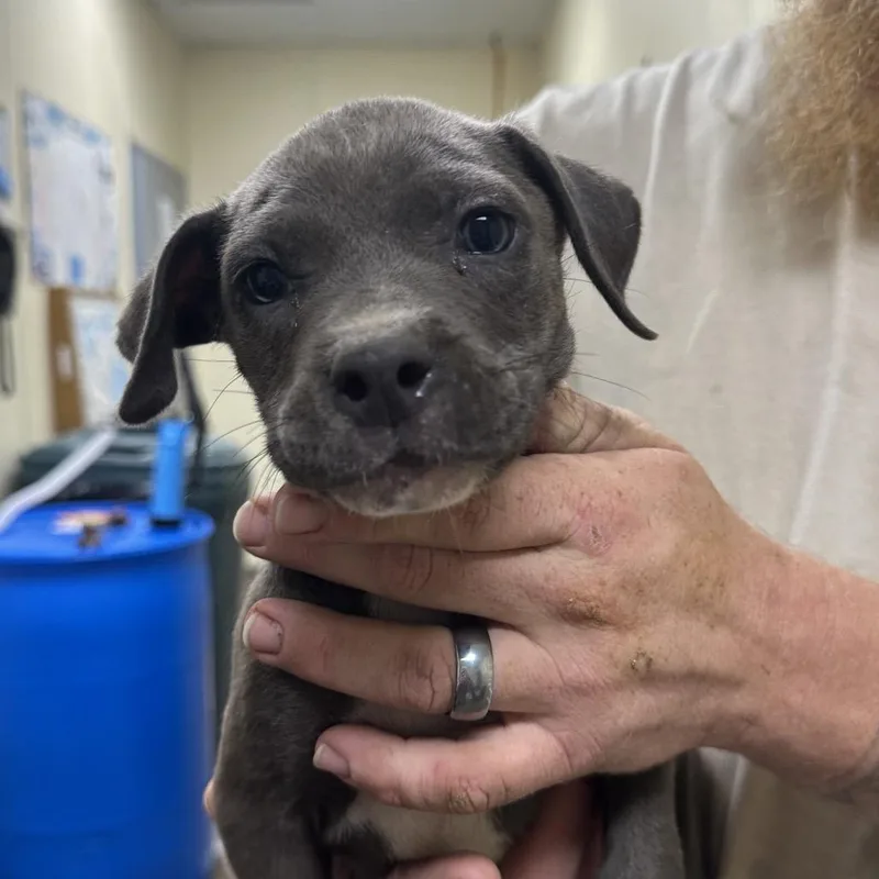 A baby small-sized female Gray / Blue / Silver Pit Bull Terrier dog named Garnet for adoption in Palestine, TX