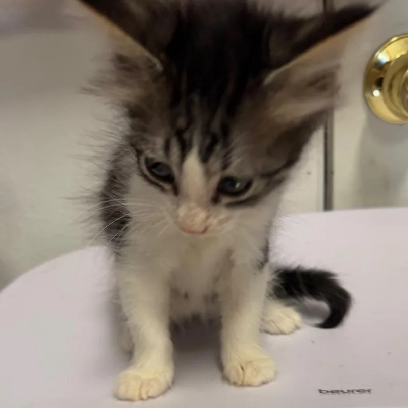 A baby small-sized female Gray / Blue / Silver Domestic Short Hair cat named Lizzy for adoption in Floresville, TX