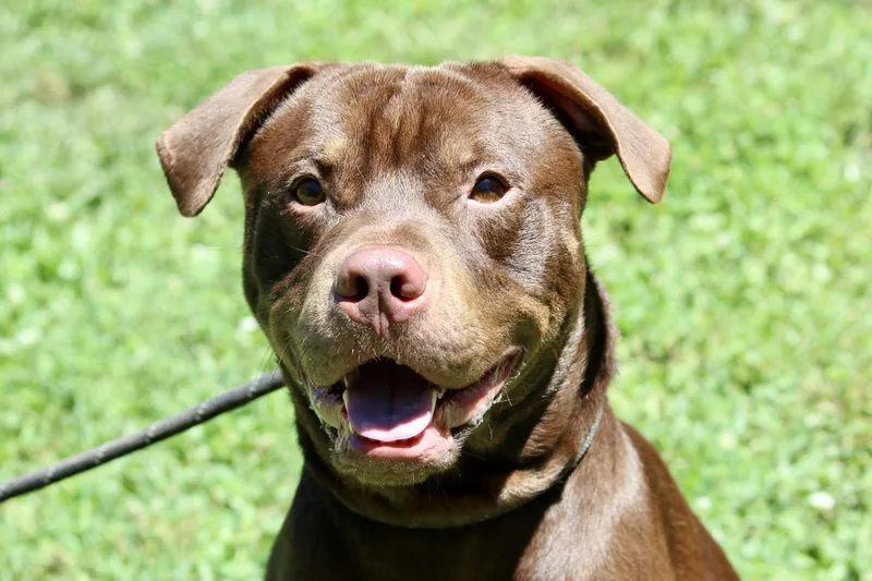 An adult medium-sized male Brown / Chocolate Mixed Breed dog named Chocola for adoption in Brazil, IN