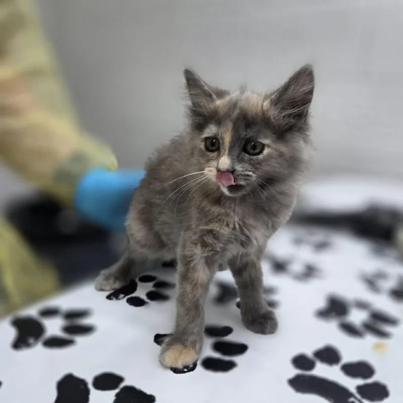 A baby small-sized female Gray / Blue / Silver Domestic Long Hair cat named Queso for adoption in Incline Village, NV