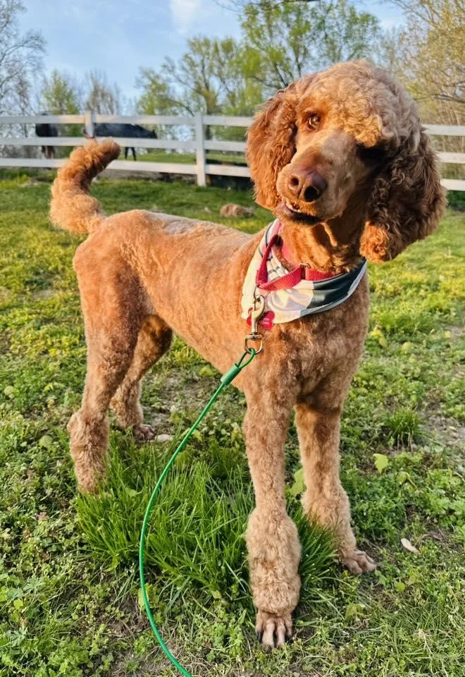 An adult medium-sized female Poodle dog named Cookie for adoption in Nashville, TN