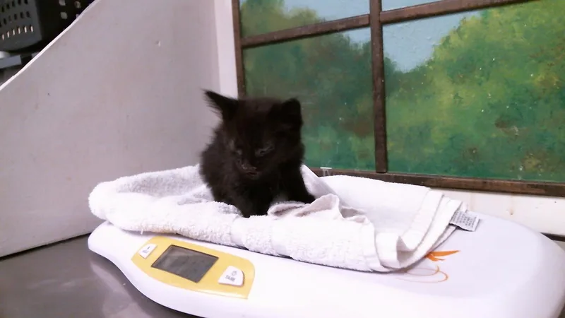 A baby small-sized male Domestic Medium Hair cat named Pip for adoption in Houston, TX