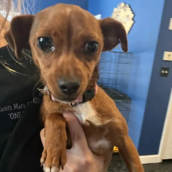 A young small-sized female Brown / Chocolate Chihuahua dog named Sasha for adoption in Smithfield, NC