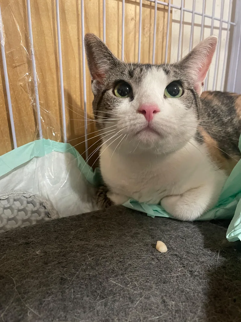A young medium-sized female Calico Domestic Short Hair cat named Malibu for adoption in South Ozone Park, NY