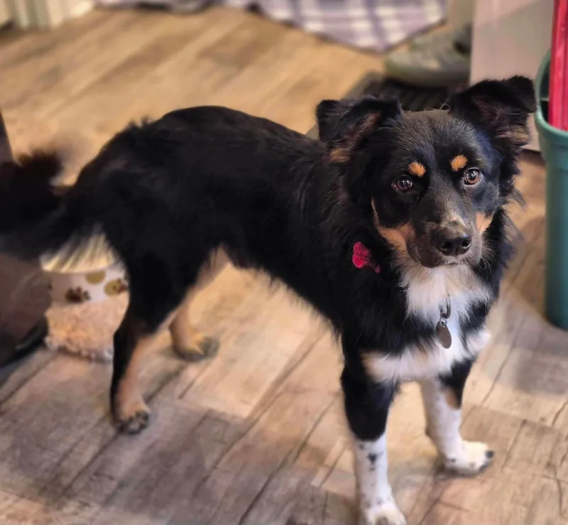 A young medium-sized male Australian Shepherd dog named Loki for adoption in Decorah, IA