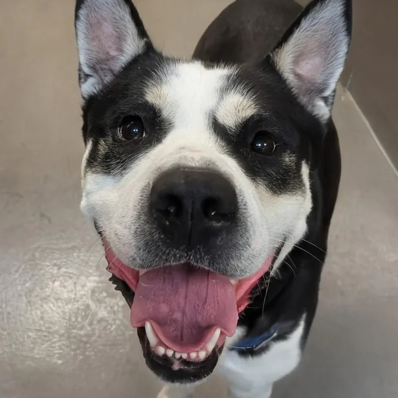 An adult large-sized male Black Siberian Husky dog named Arlo for adoption in Baltimore, MD